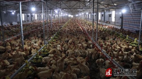江华 做好防寒指导确保畜禽安全越冬