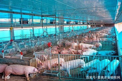 智能化赋能畜禽养殖 迈向高效管理与自动化监测的新纪元
