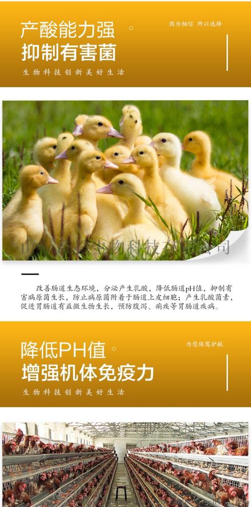 益昊生物 100亿干酪乳杆菌 畜禽养殖饲料添加剂 厂家直销量大优惠